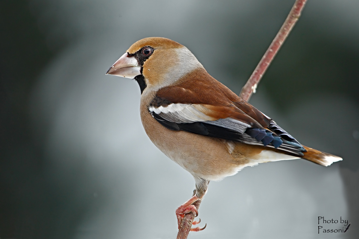 Frosone (Coccothraustes coccothraustes), femmina